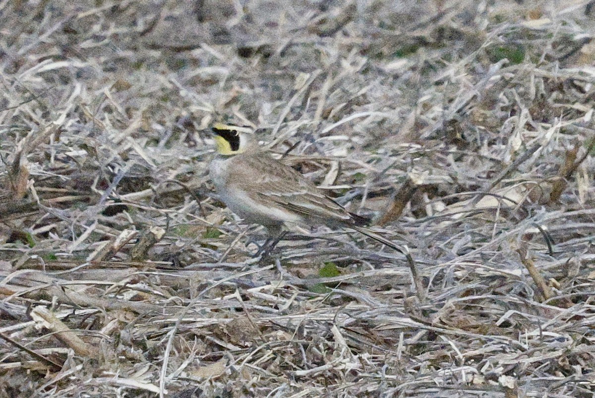 Жайворонок рогатий - ML645216869