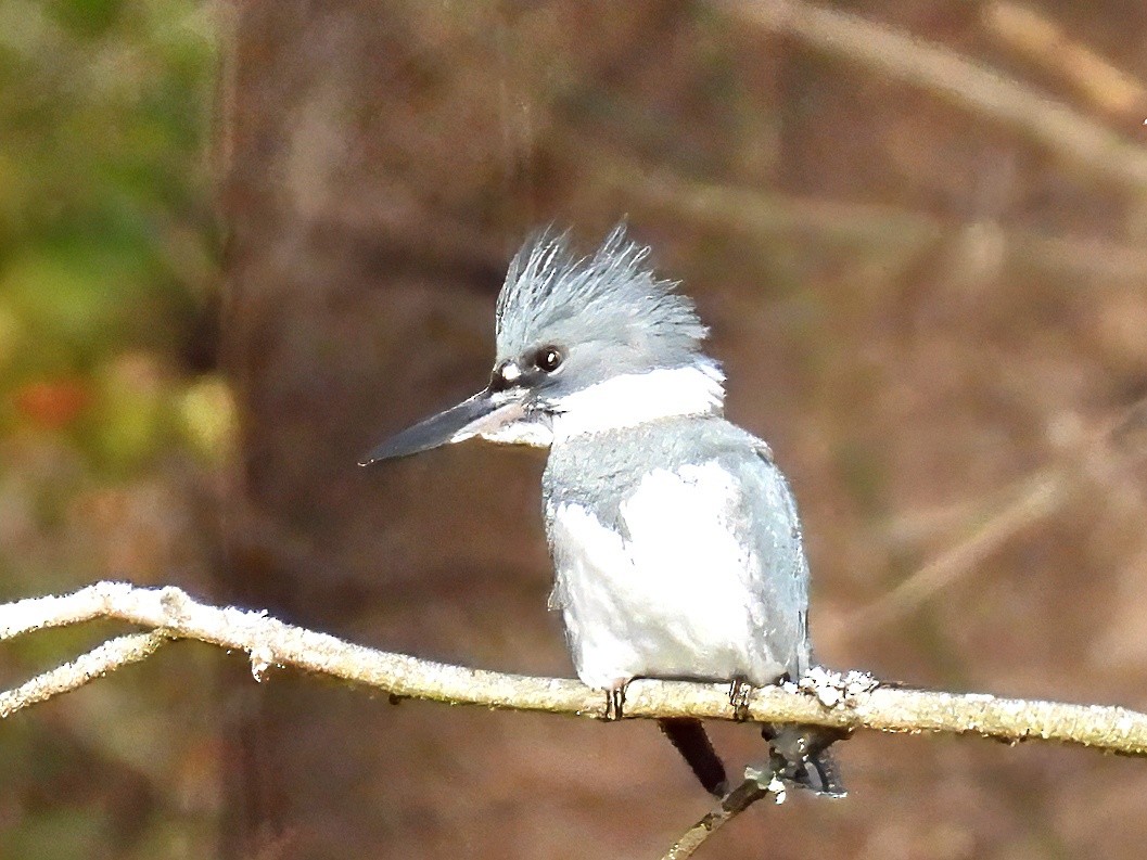 Рибалочка-чубань північний - ML645216871