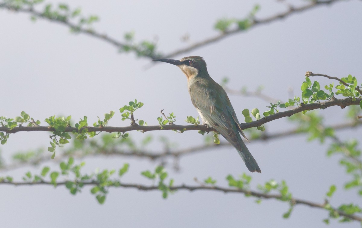 Бджолоїдка оливкова - ML645216872