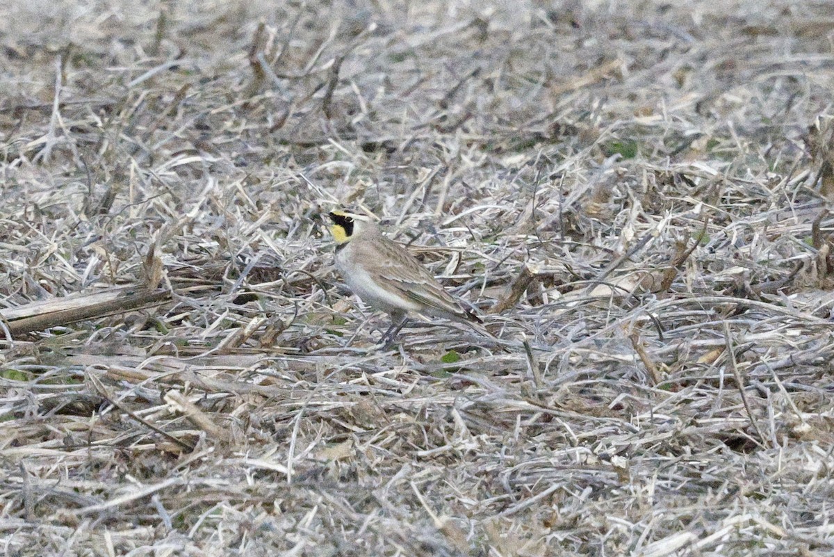 Жайворонок рогатий - ML645216873