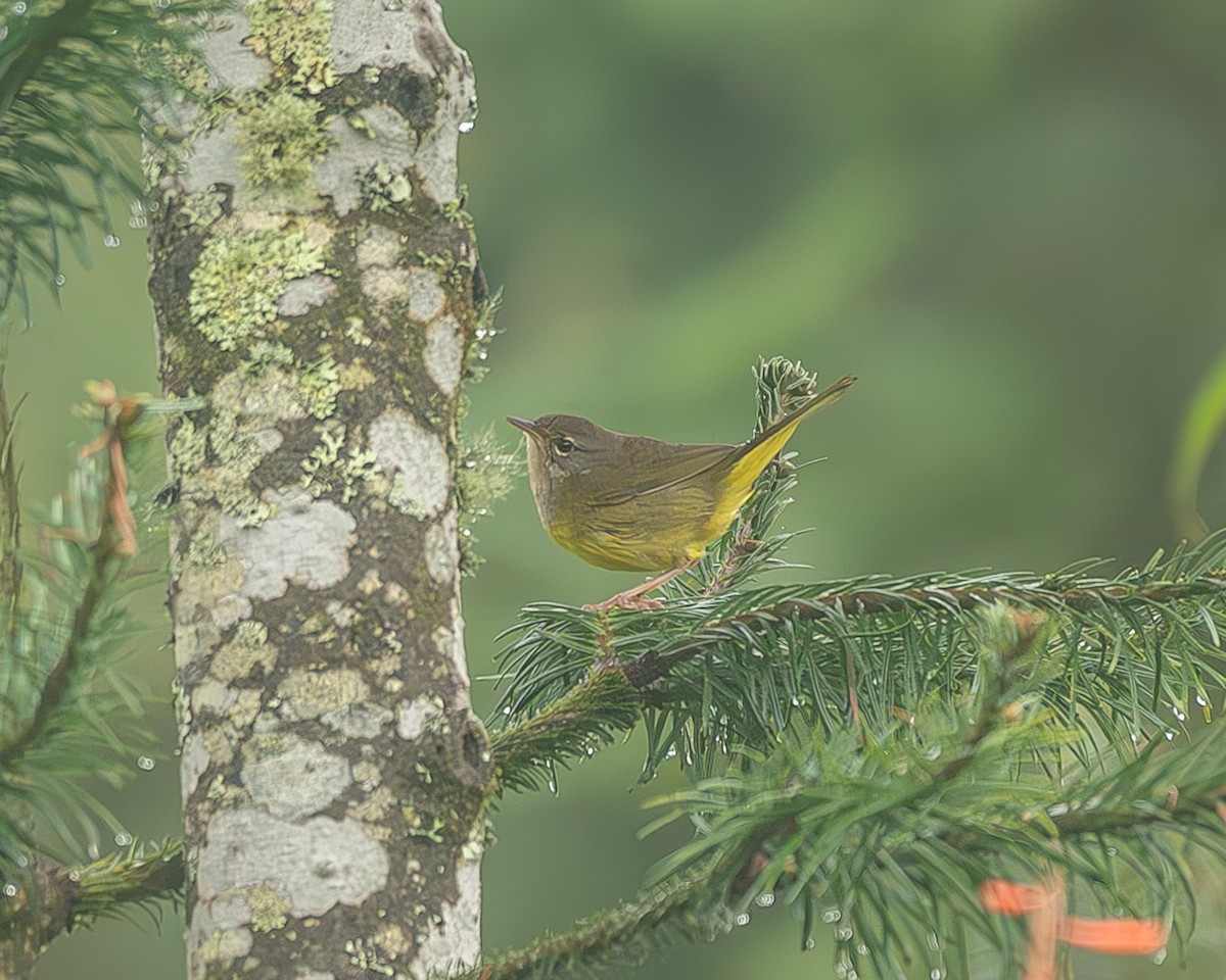 Цитринка західна - ML645216874