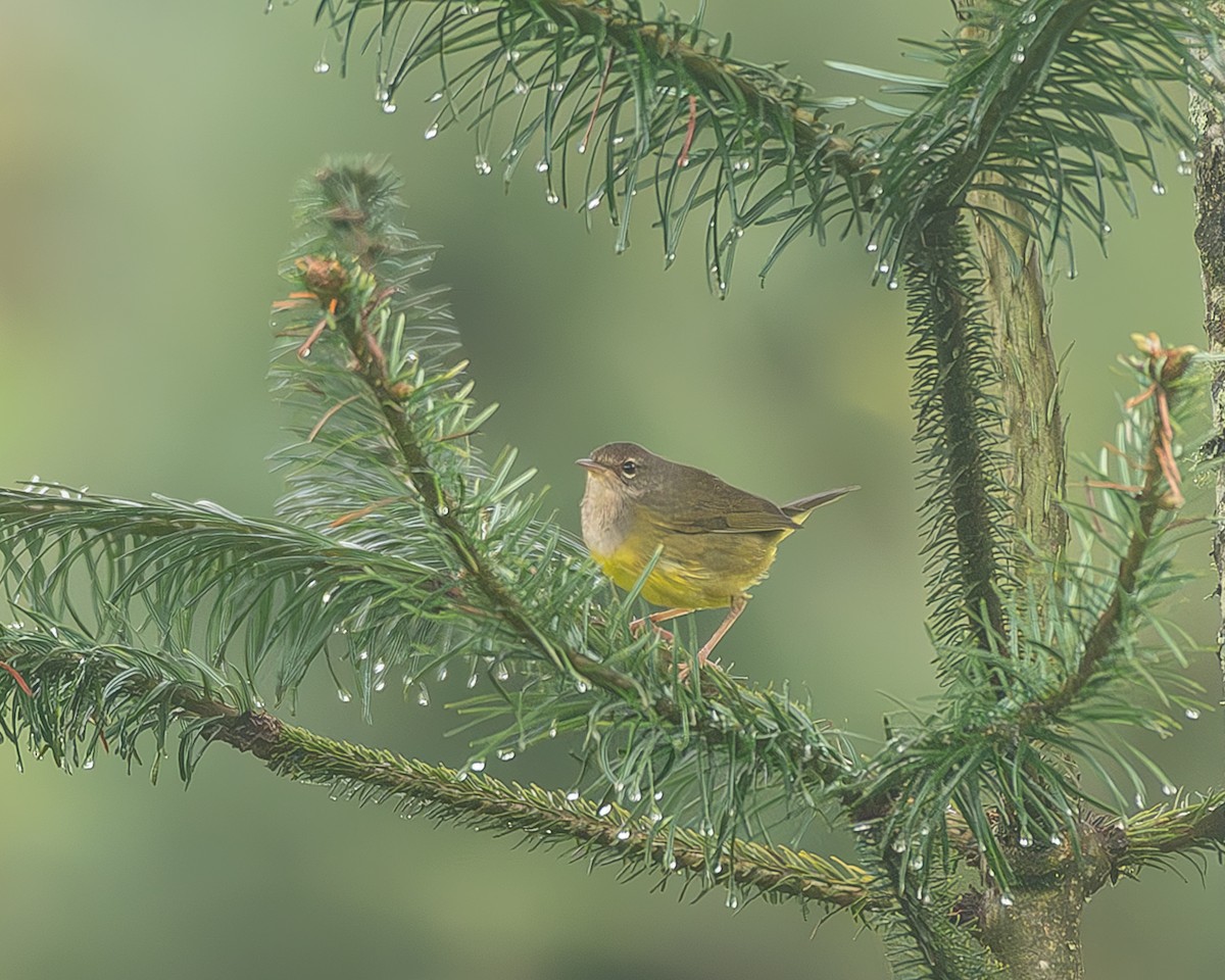 Цитринка західна - ML645216875