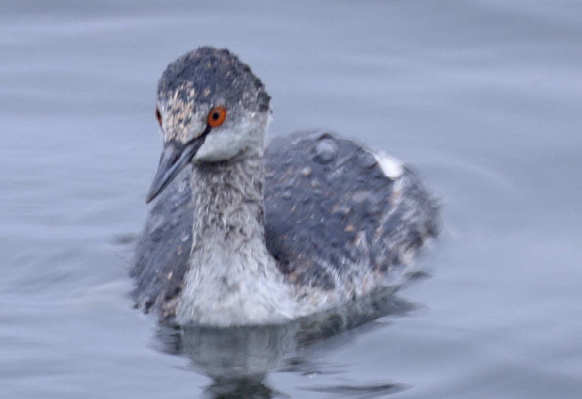 Пірникоза чорношия - ML645216876