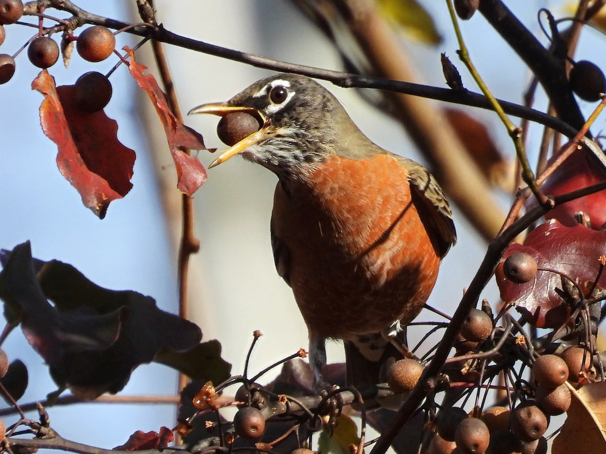 Дрізд мандрівний - ML645216877