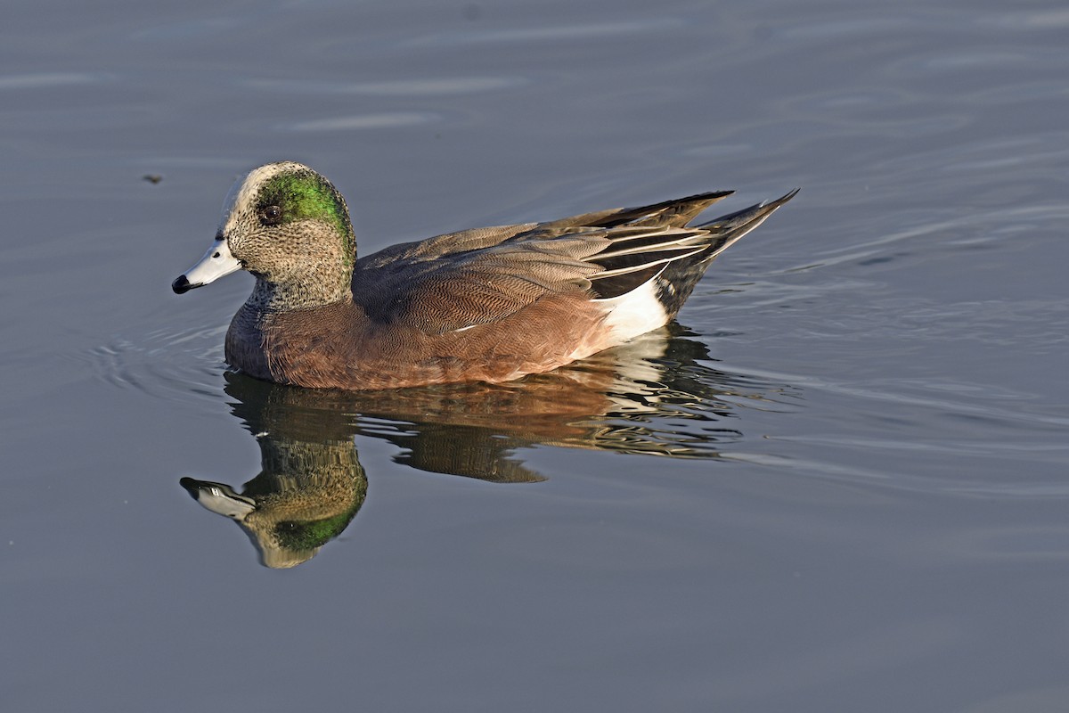 Свищ американський - ML645216878