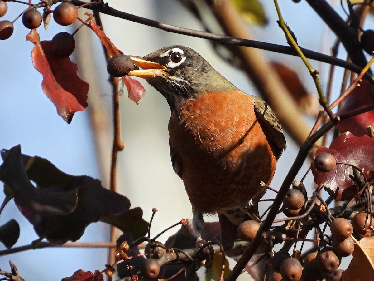 Дрізд мандрівний - ML645216880