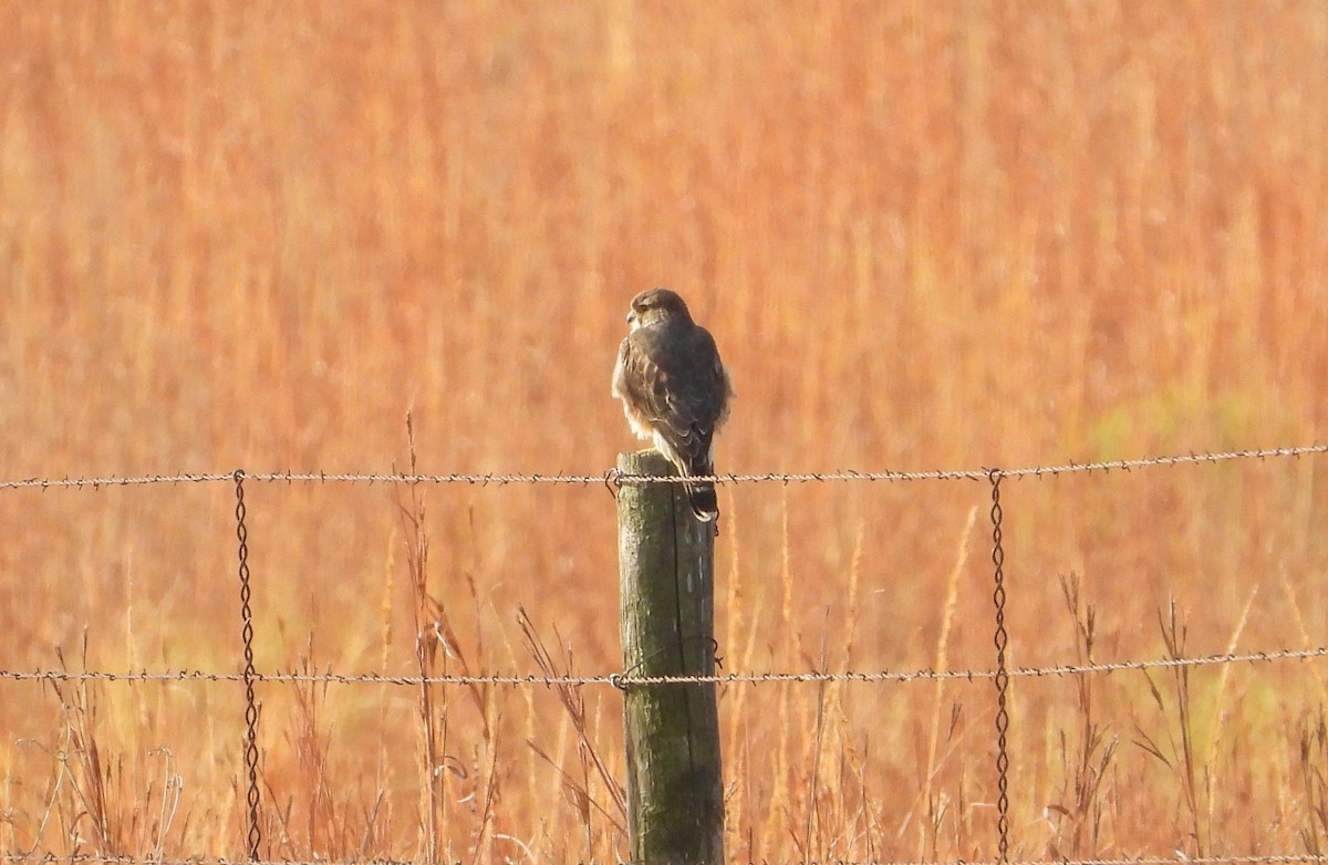 Підсоколик малий - ML645216884