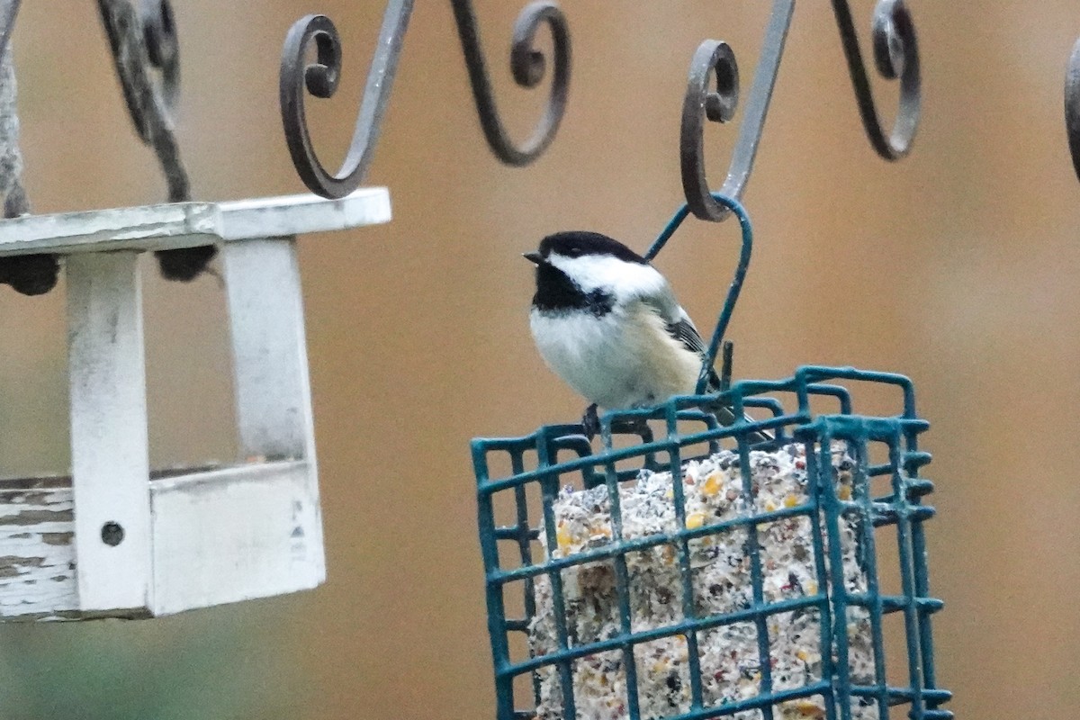 Гаїчка світлокрила - ML645216885