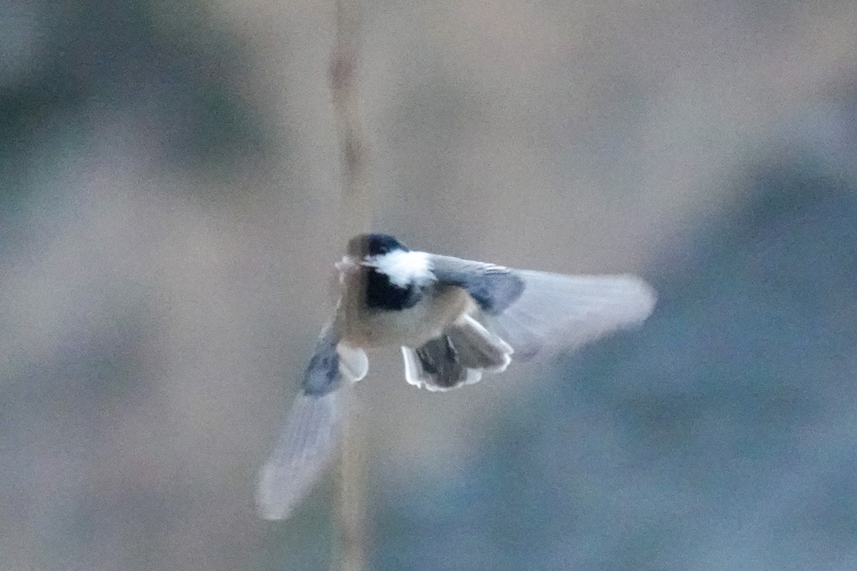 Гаїчка світлокрила - ML645216886