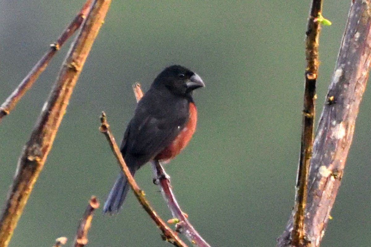 Зерноїд чорноголовий - ML645216887