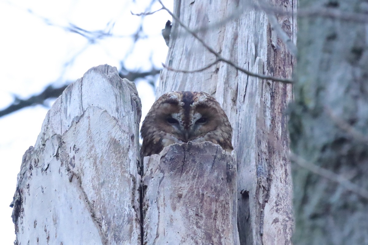 Сова сіра - ML645216890