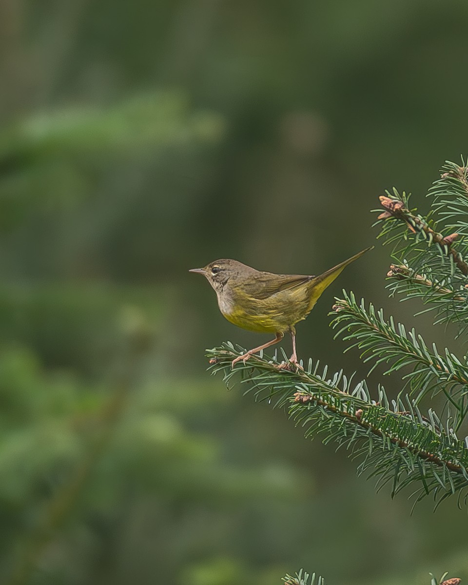 Цитринка західна - ML645216891