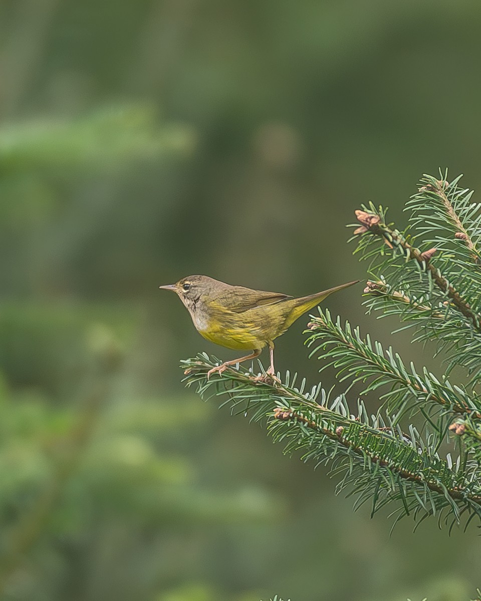 Цитринка західна - ML645216893