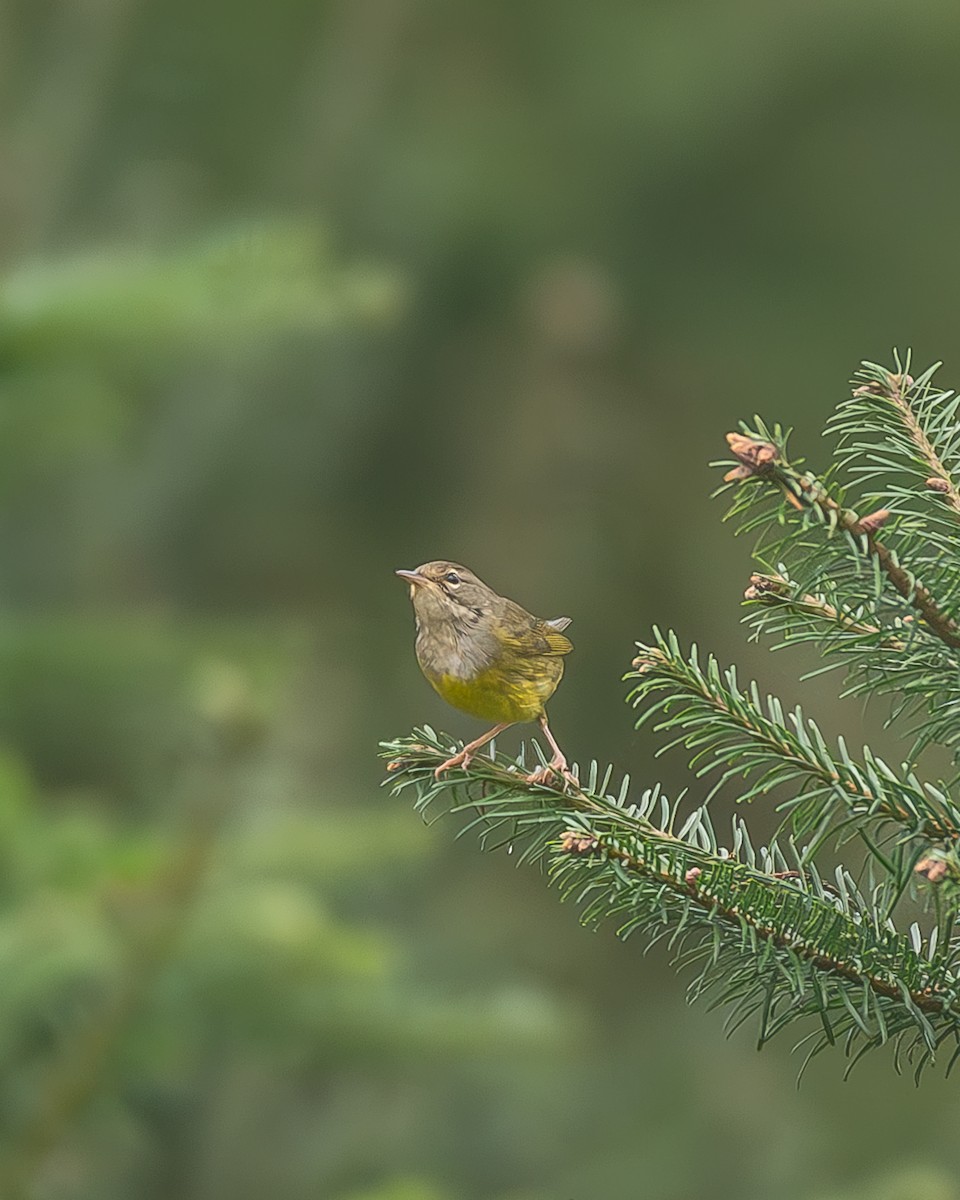 Цитринка західна - ML645216894