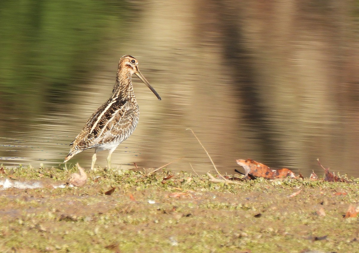 Баранець американський - ML645216895
