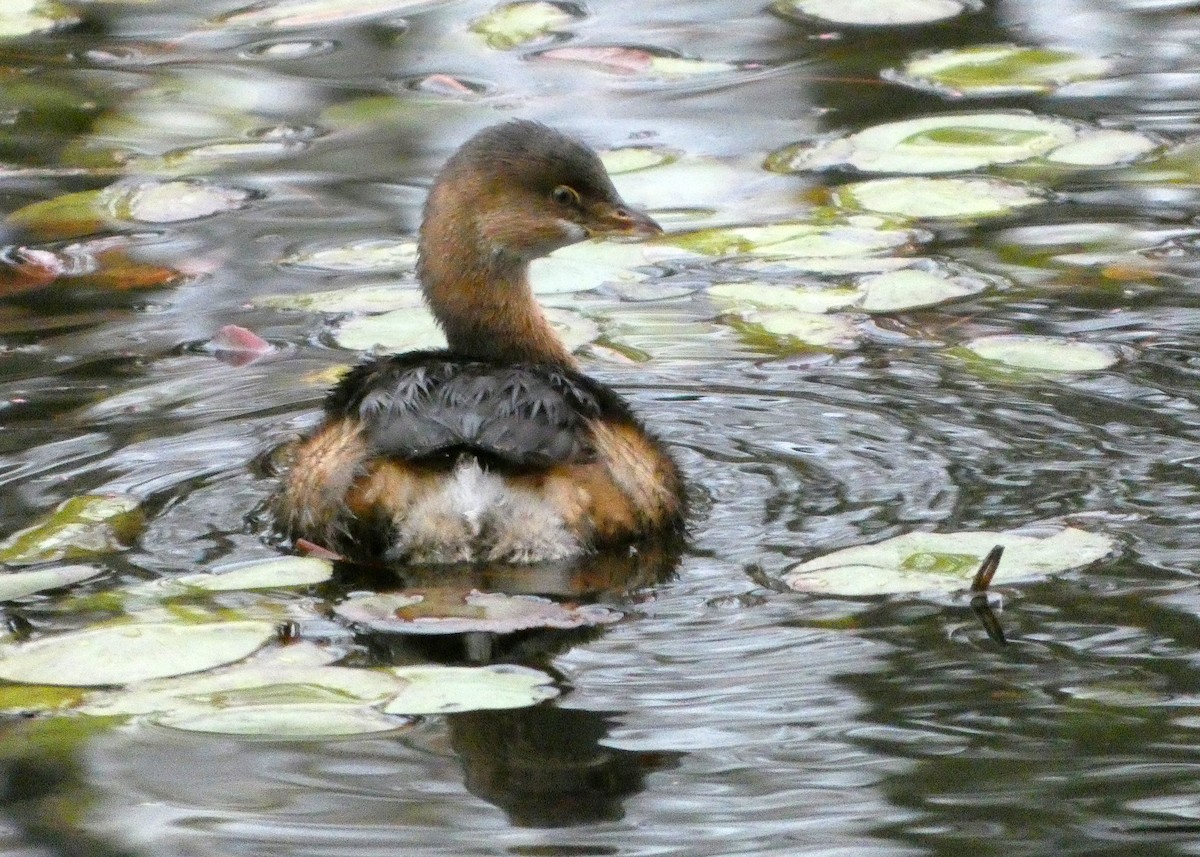 Пірникоза рябодзьоба - ML645216897