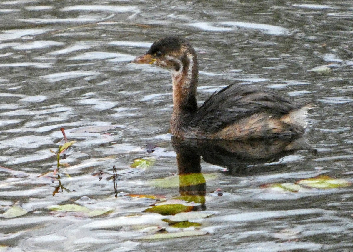 Пірникоза рябодзьоба - ML645216900