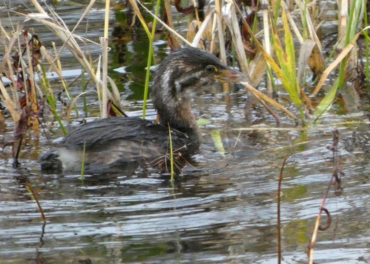 Пірникоза рябодзьоба - ML645216901
