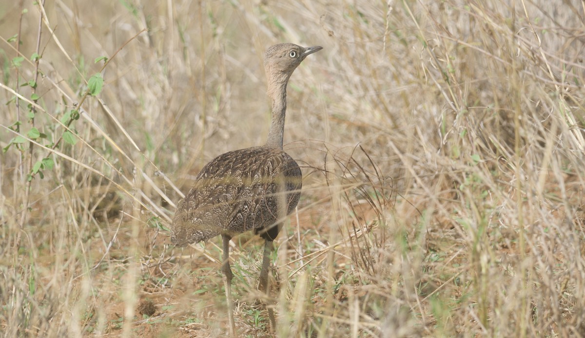 Дрохва сомалійська - ML645216903