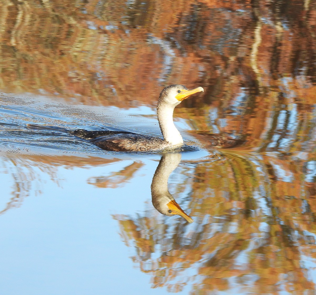 Баклан вухатий - ML645216904