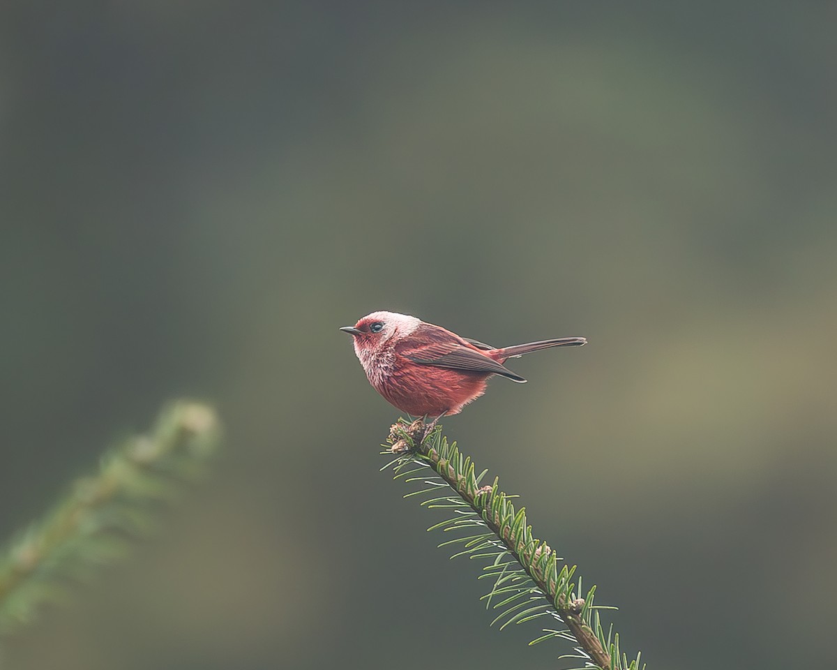 rosenparula - ML645216913