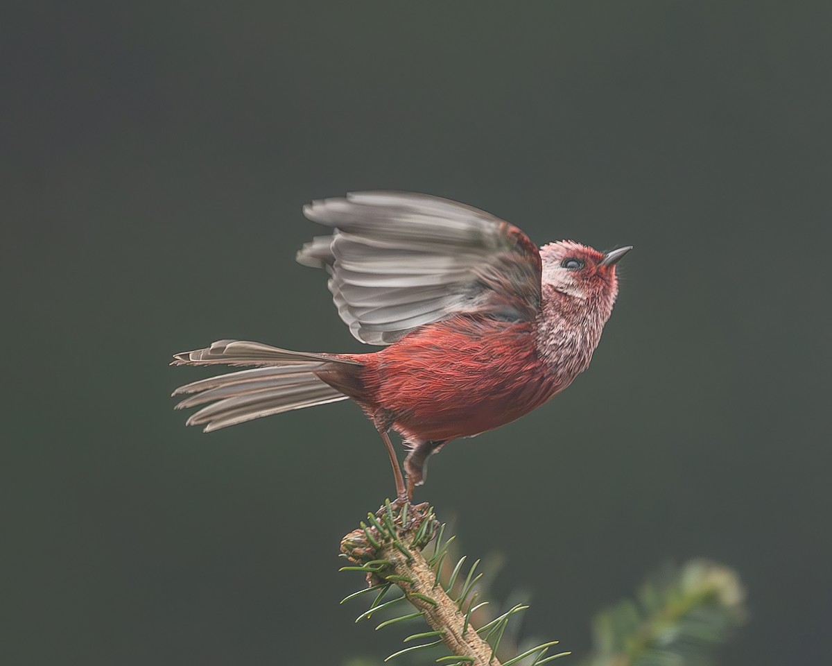 rosenparula - ML645216915