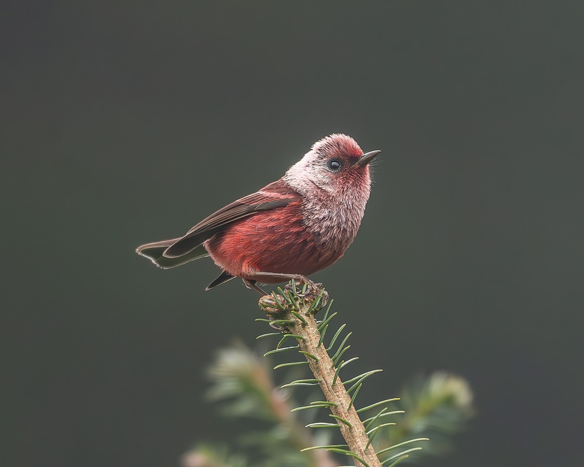 rosenparula - ML645216918