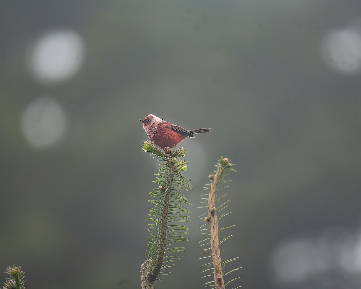 rosenparula - ML645216920