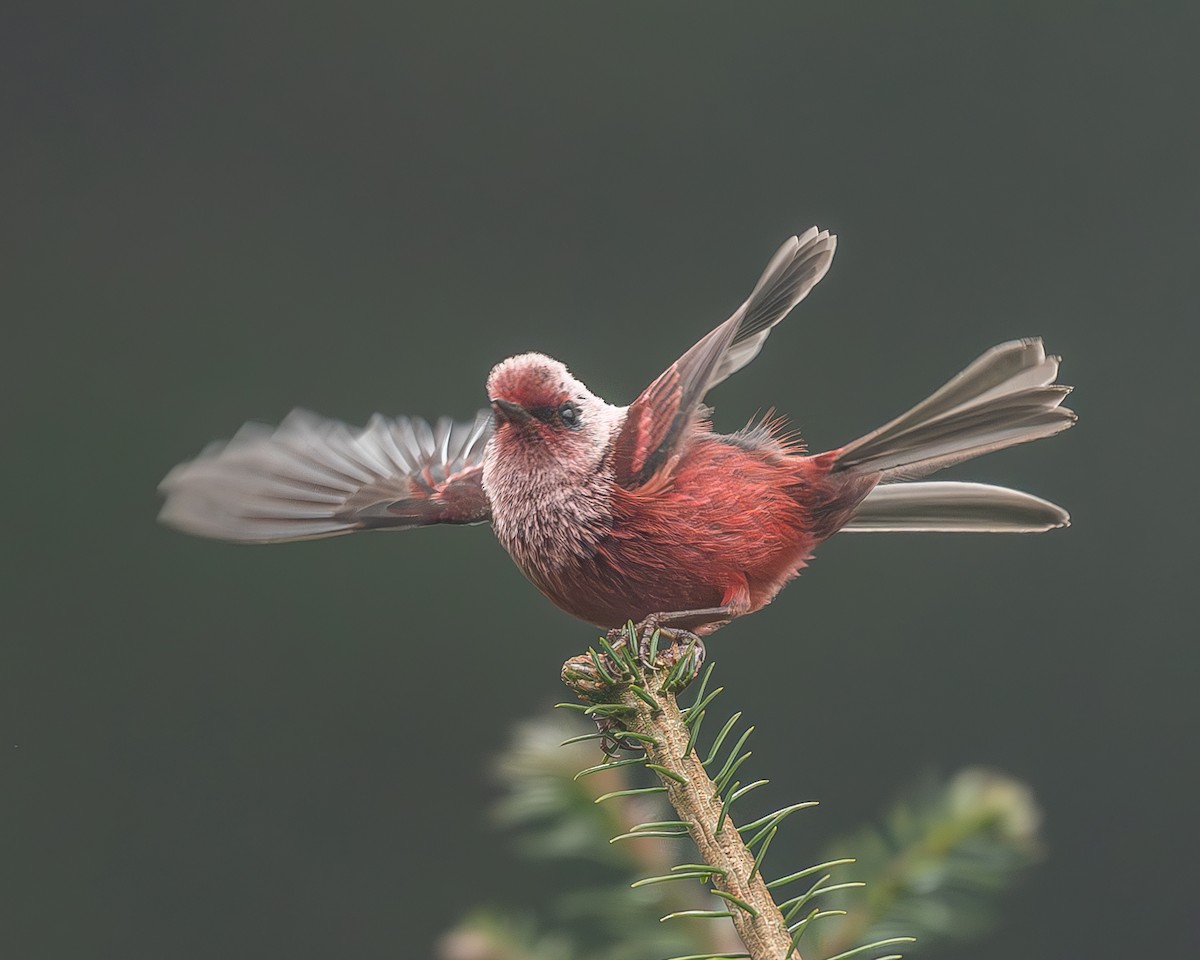 rosenparula - ML645216921