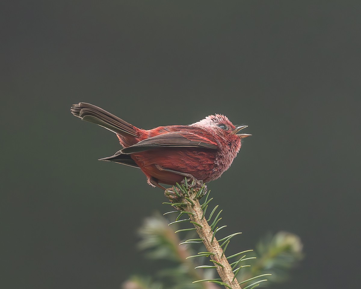 rosenparula - ML645216922