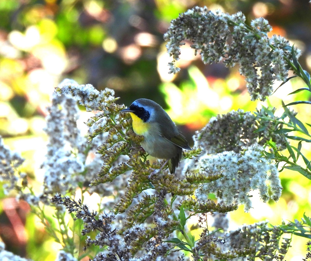 Common Yellowthroat - ML645216926