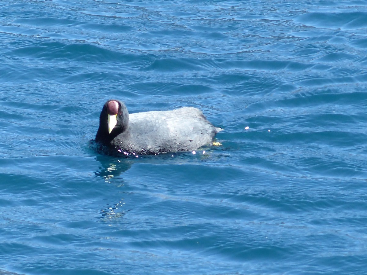 Slate-colored Coot - ML645216931
