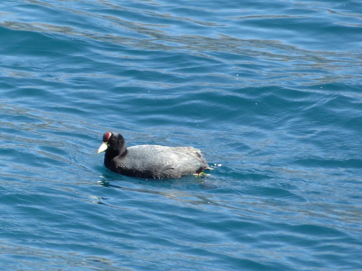 Slate-colored Coot - ML645216932