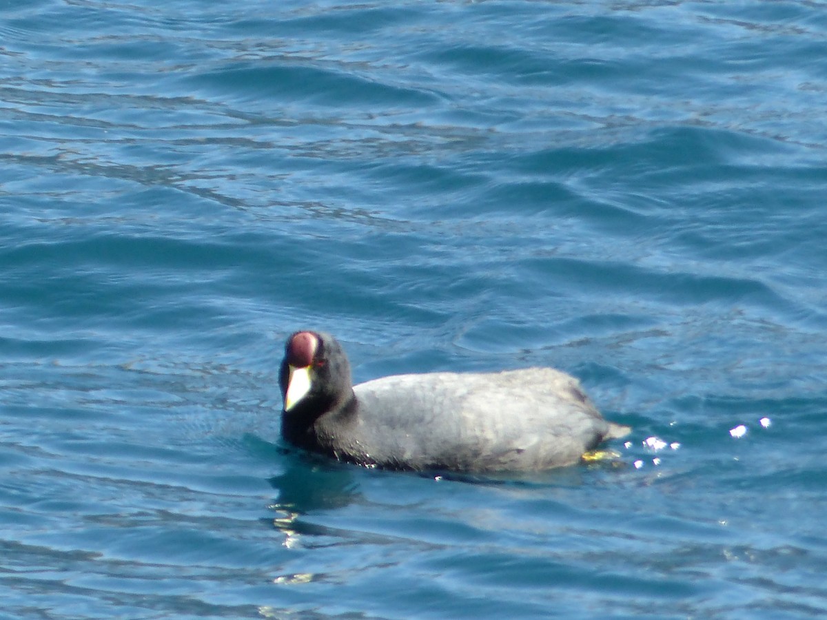 Slate-colored Coot - ML645216933