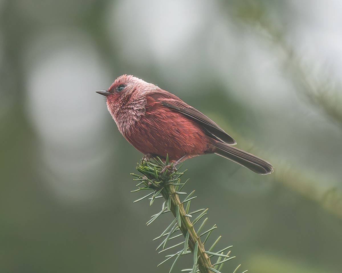 rosenparula - ML645216936