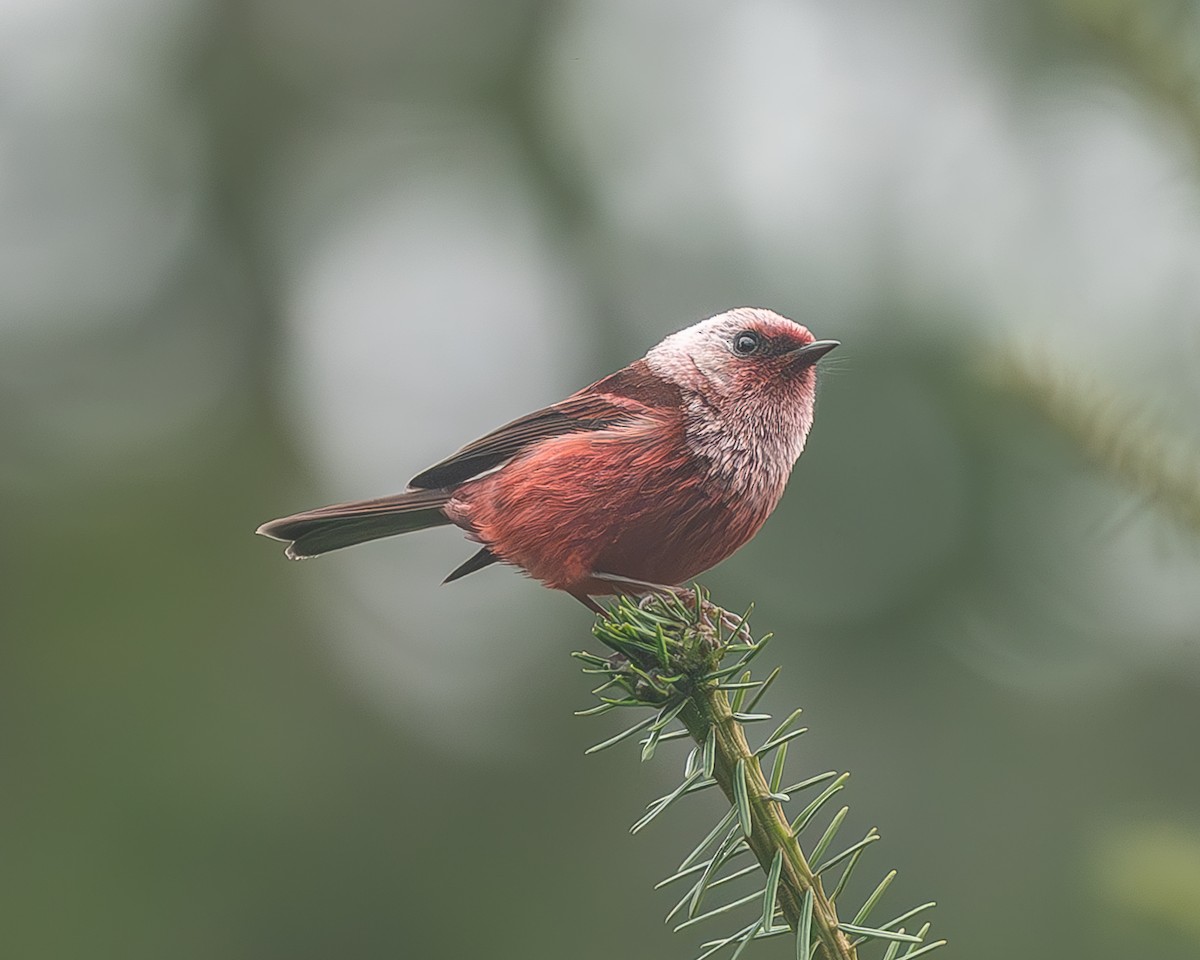 rosenparula - ML645216937