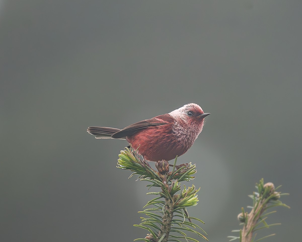 rosenparula - ML645216938