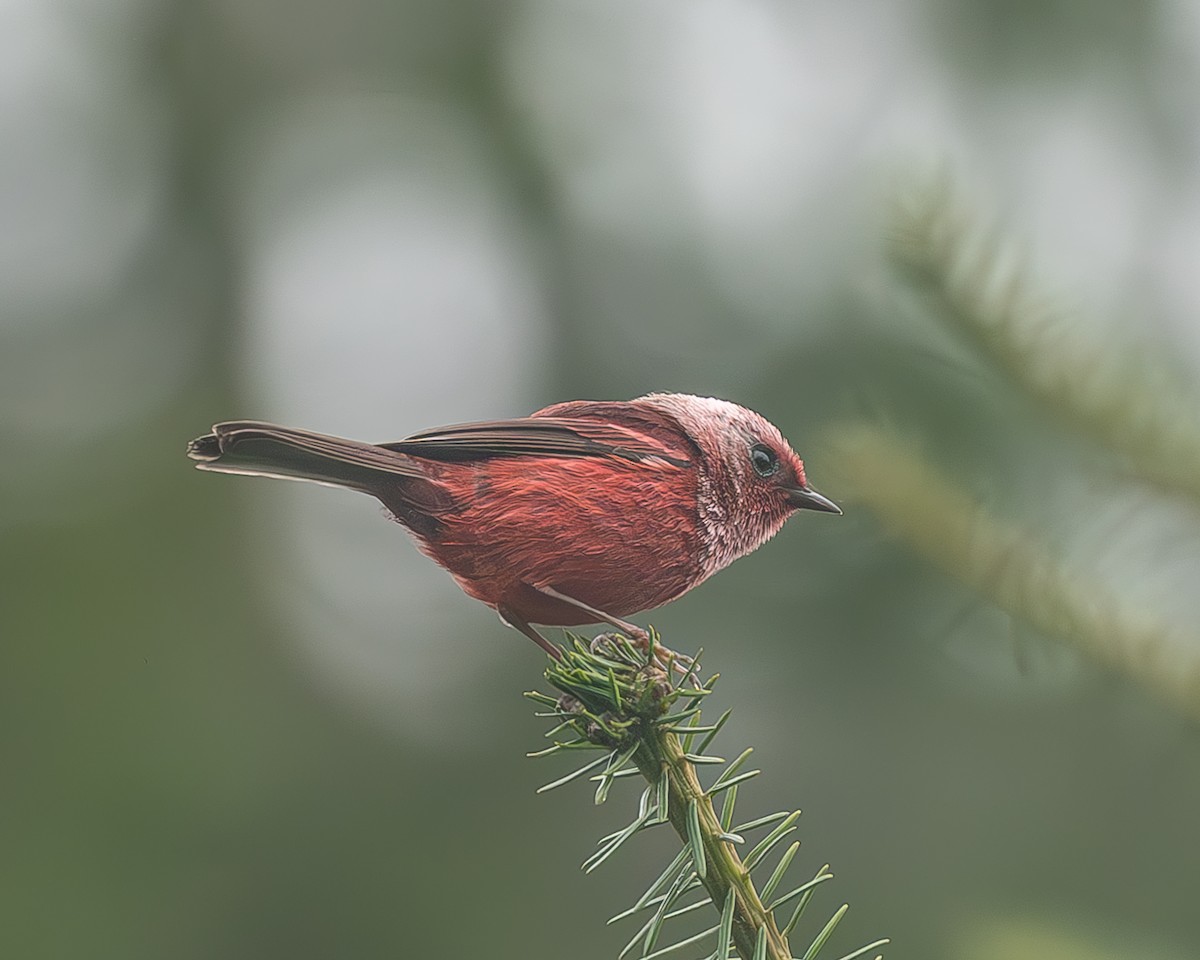 rosenparula - ML645216939