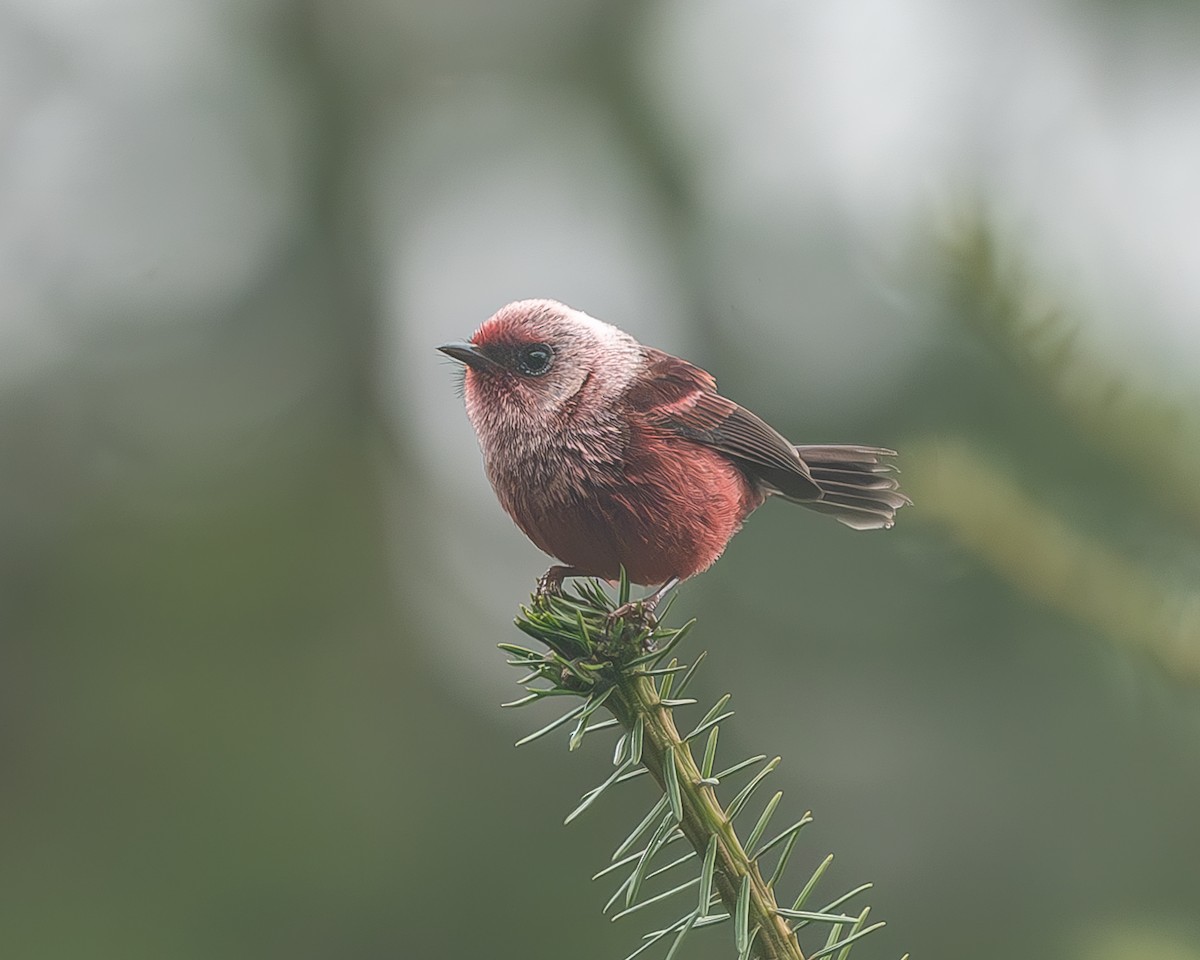 rosenparula - ML645216940