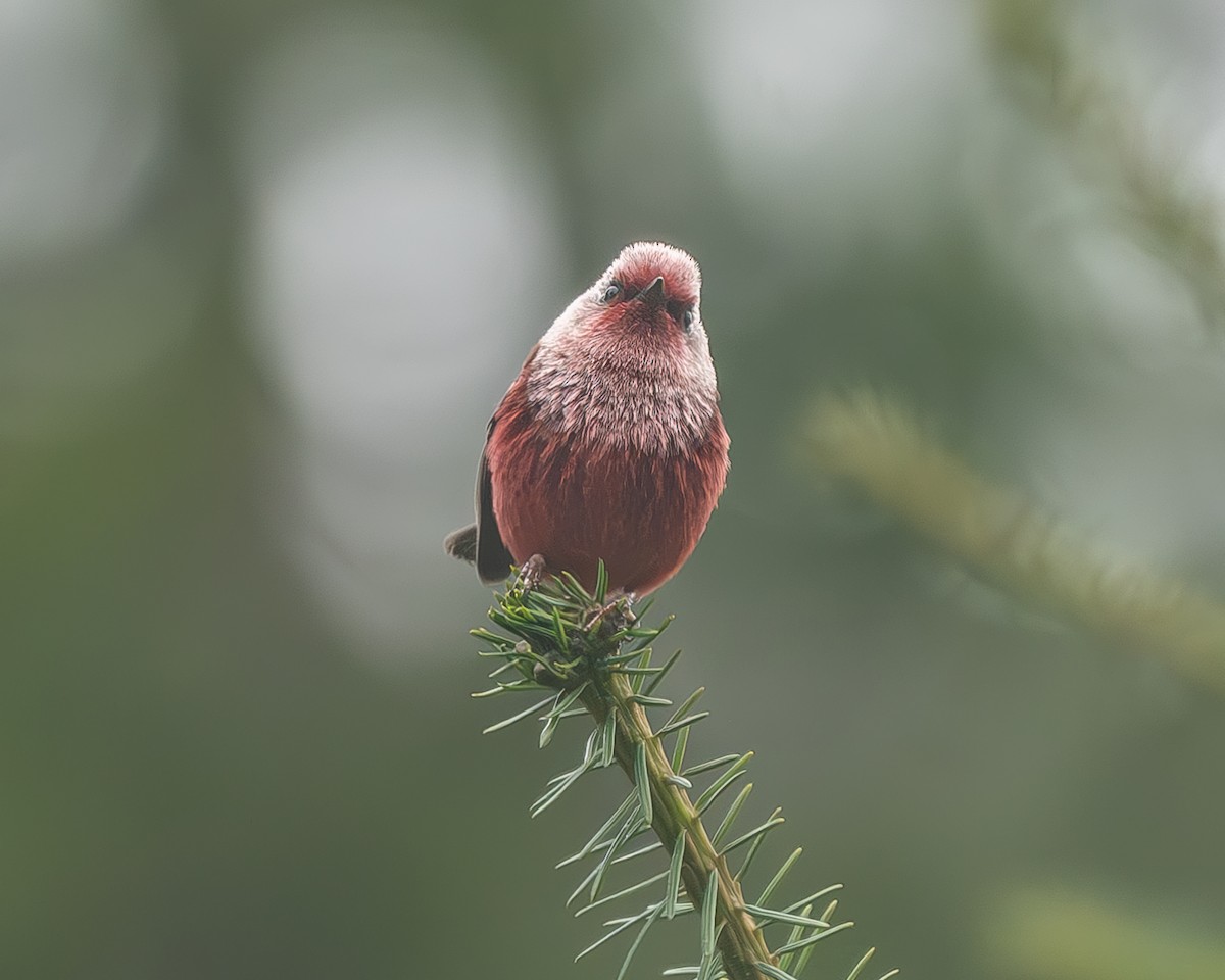 rosenparula - ML645216941