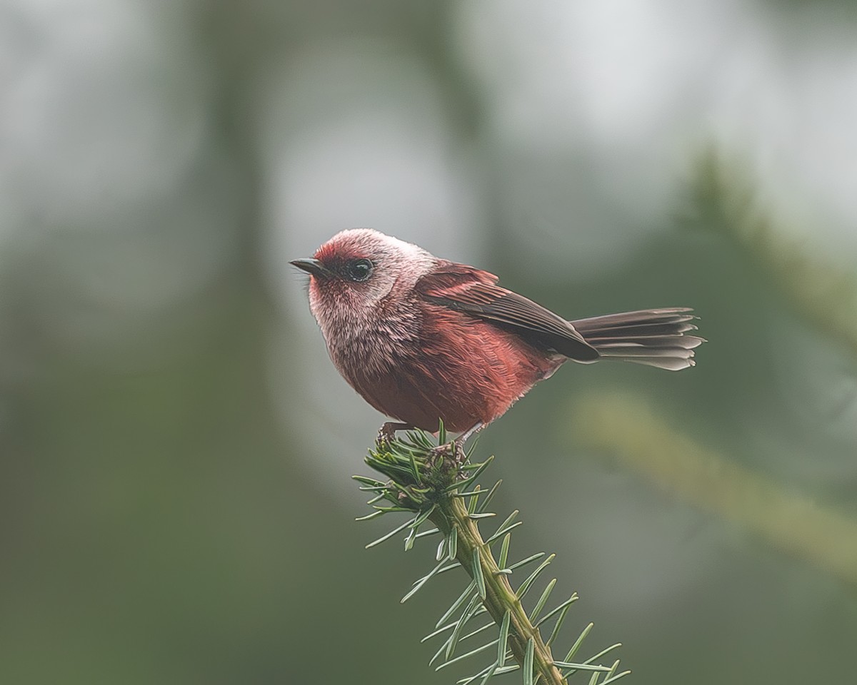 rosenparula - ML645216942