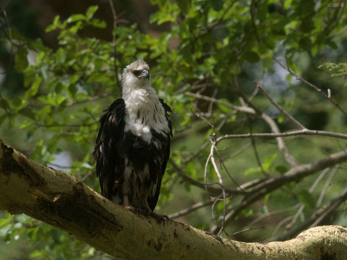 African Fish-Eagle - ML645216946