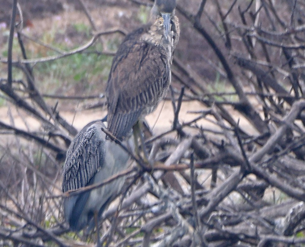 Квак чорногорлий - ML645216971