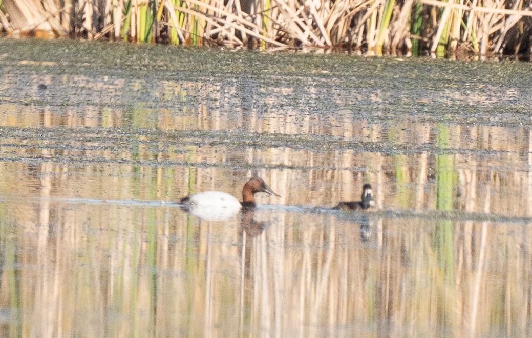 Murgilari bizkarzuria - ML645216979