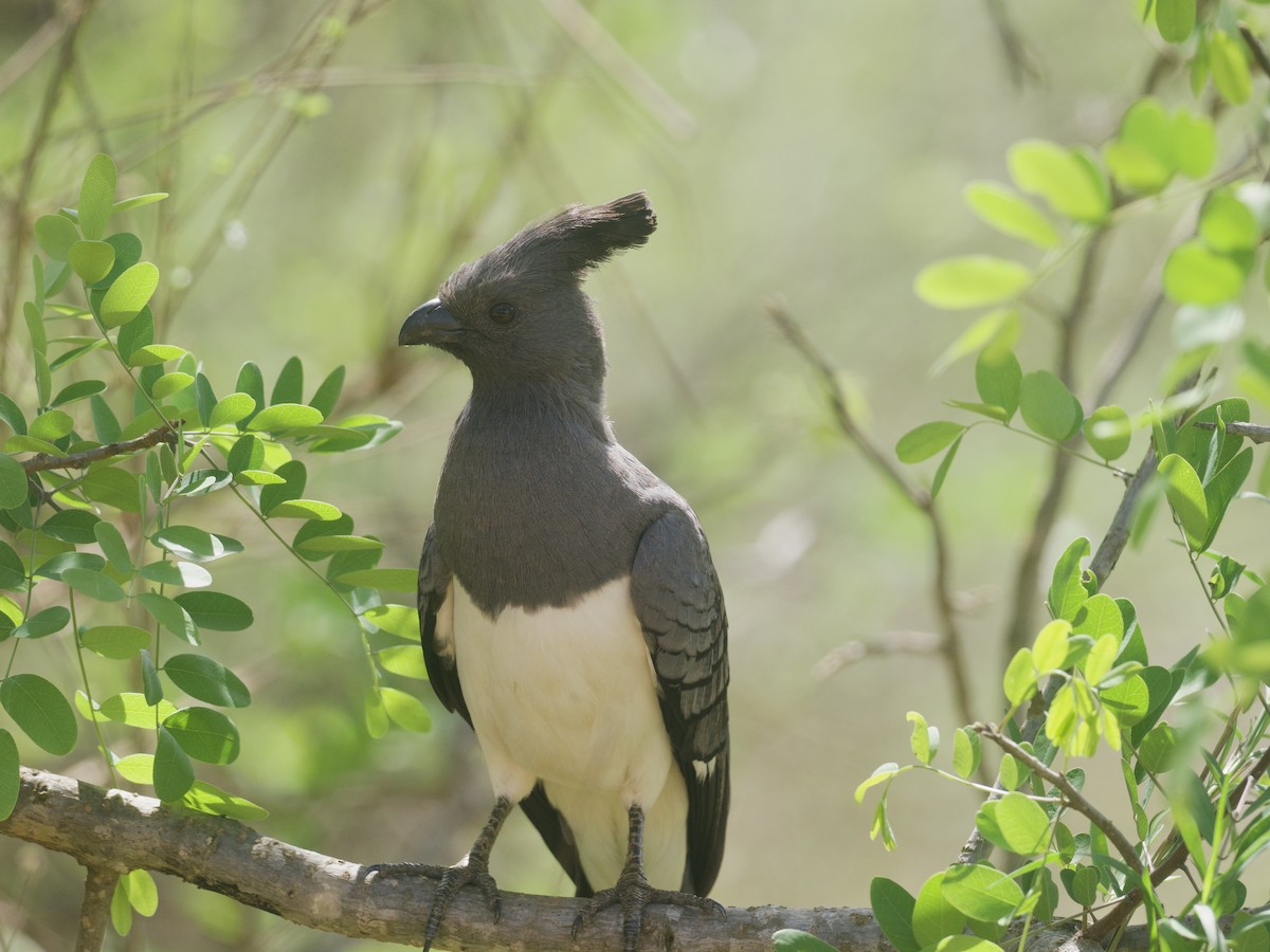 White-bellied Go-away-bird - ML645216985