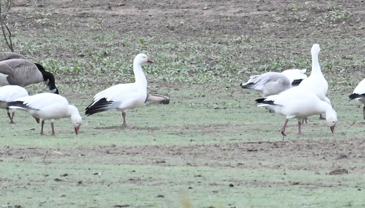 husa sněžní - ML645217009