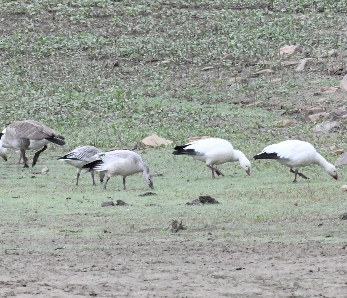 husa sněžní - ML645217010