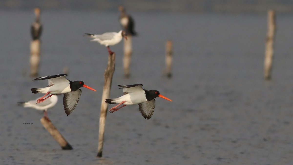 Eurasian Oystercatcher - ML645217011