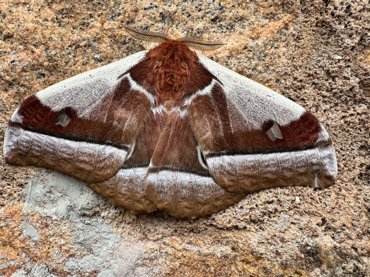 Cabbage Tree Emperor - ML645217021