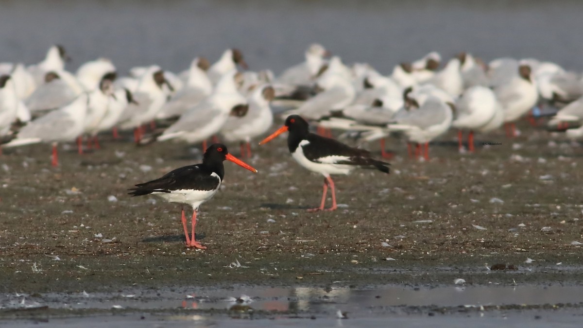Eurasian Oystercatcher - ML645217029